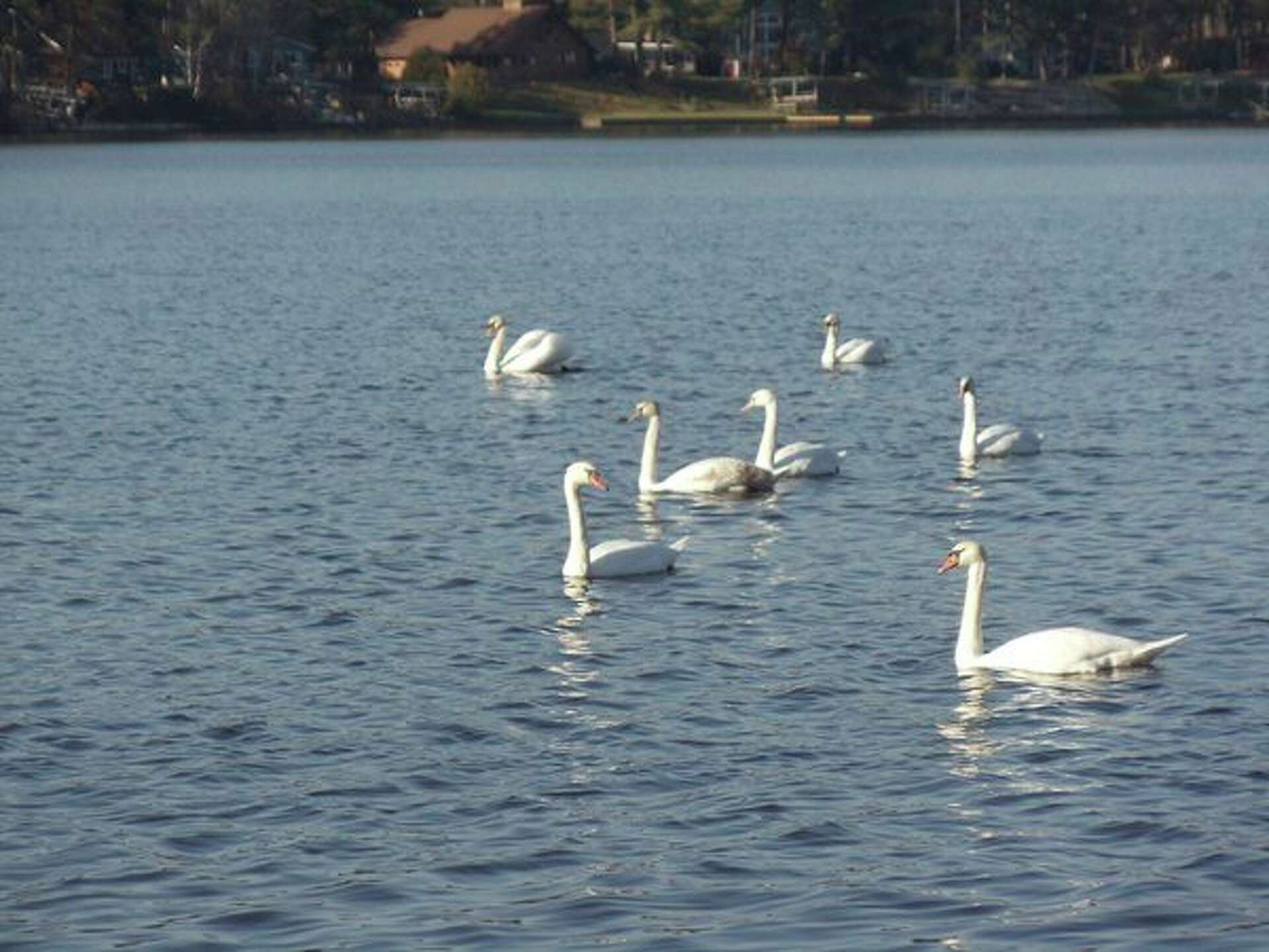Seven swans swimming on Sanford Lake