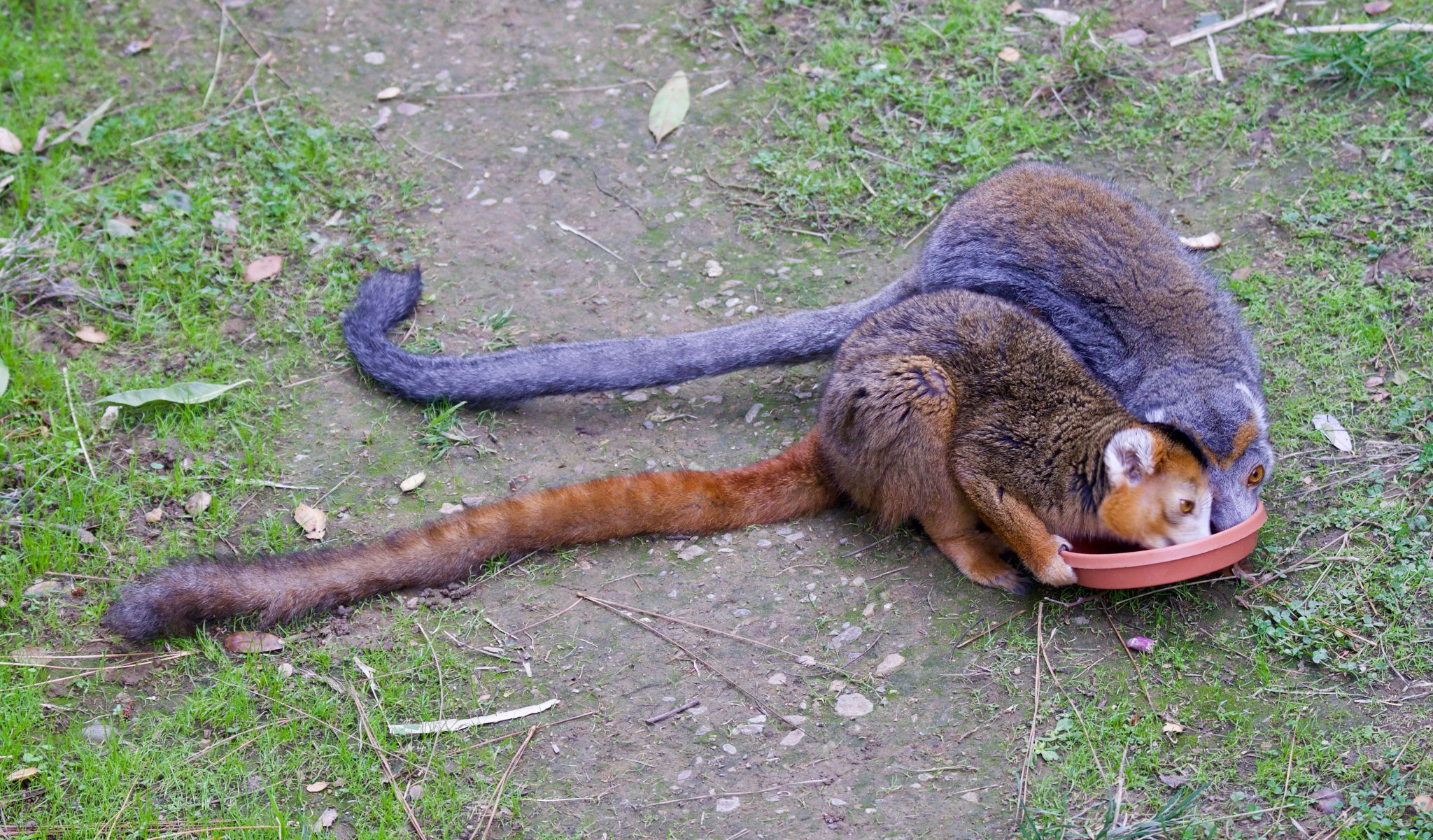 Teenaged lemur, known for its escape artist tendencies, gets higher