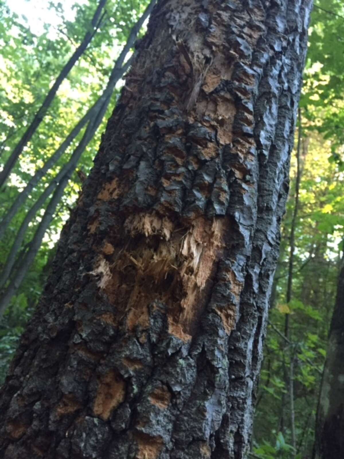 Target shooting in forest, on trail near Wilton mall banned