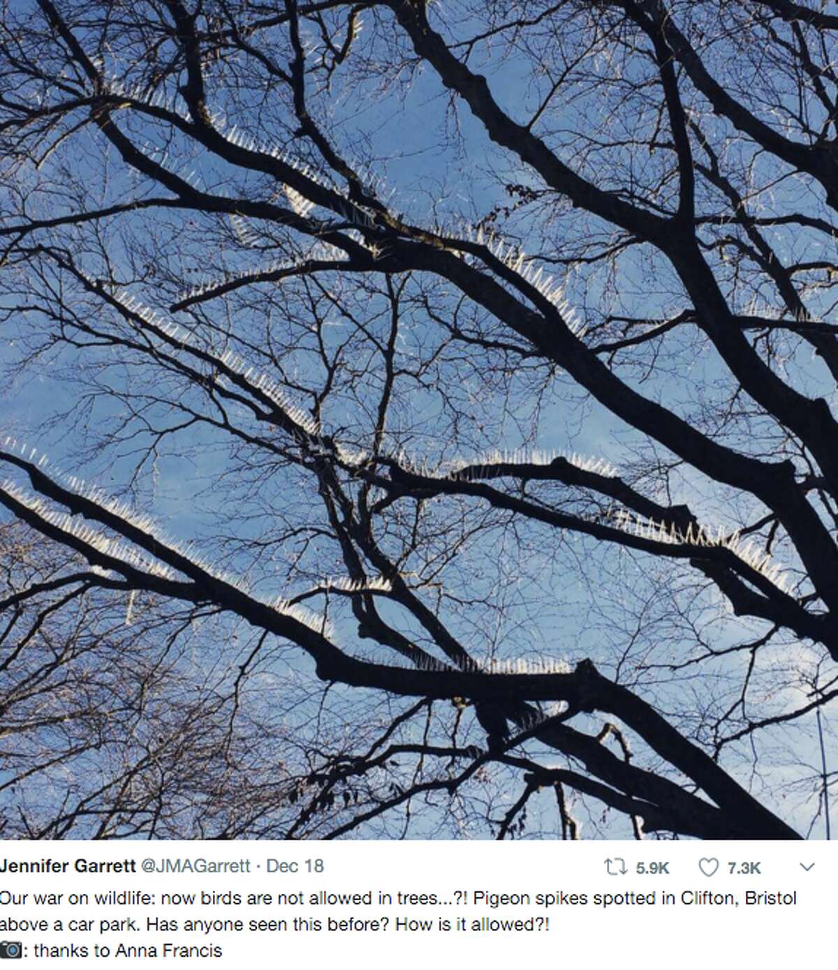 When word began spreading that an upscale British neighborhood had installed anti-bird spikes on its trees, some took to Twitter to express their outrage.
