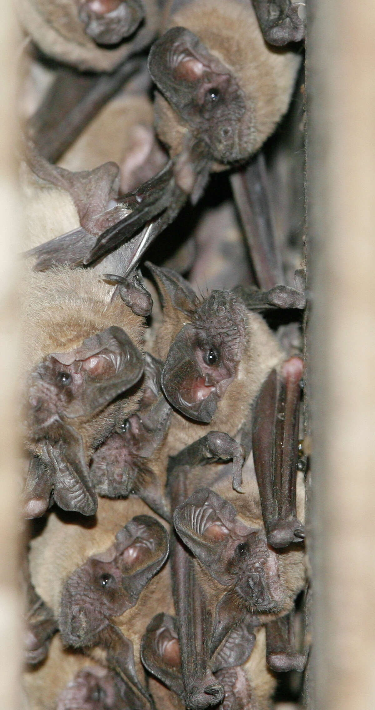 Before Harvey, hundreds of thorusands of Mexican free-tailed bats lived under the Waugh Drive bridge.