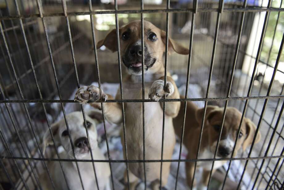 Abandoned pets swamp shelters in post-hurricane Puerto Rico - SFGate