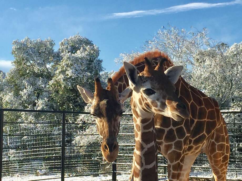 Natural Bridge Wildlife Ranch Welcomes Baby Giraffe With A Very Special ...