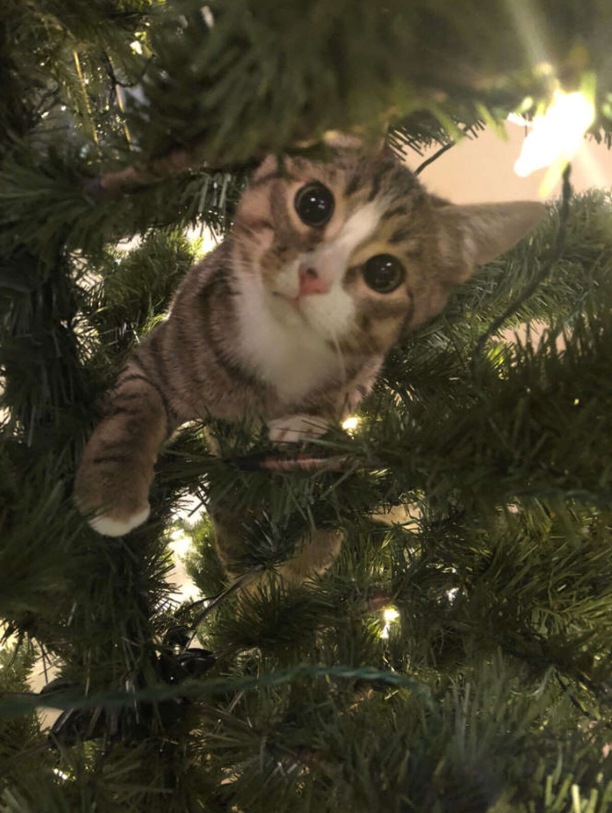 The can't keep their cute cats from climbing in their