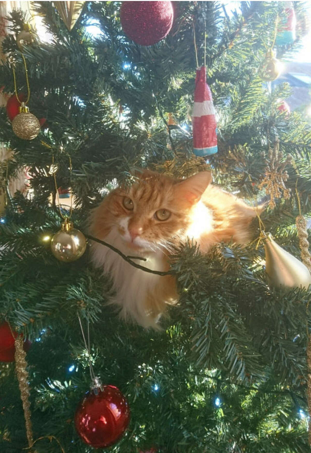 'Tis the season for cats climbing inside Christmas trees.