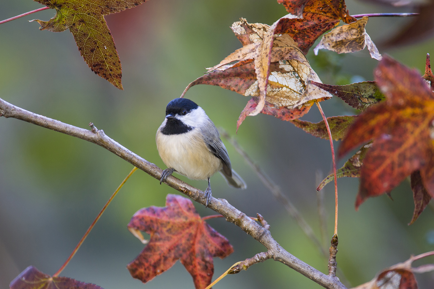 Houston area offers great winter bird-watching spots