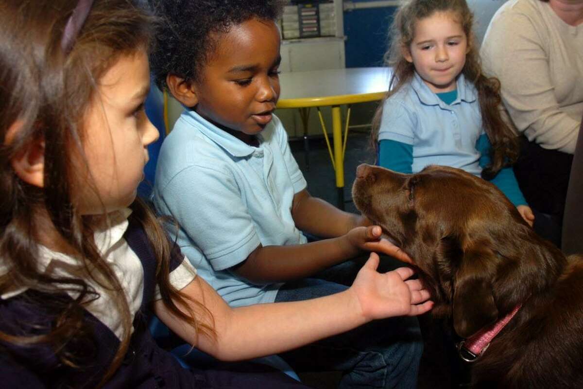 Preschool students Ava Smtih, Lance Toure and Natalia DiScalla greet Kenzie, a trained therapy dog during one of their classes at Skane School, in Bridgeport, Conn. Nov. 7th, 2011. Kenzie joins her owner, Christine Patella, who visits the school to read to students.
