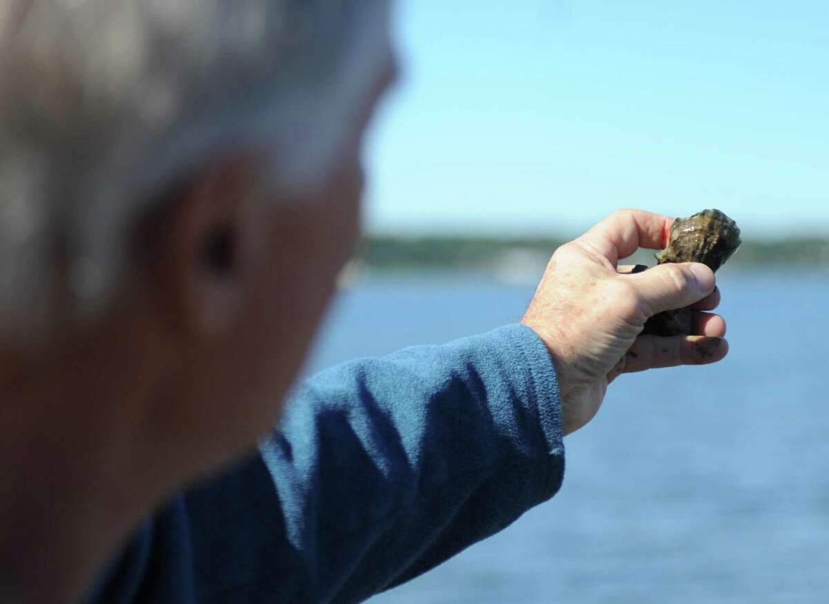 Greenwich Shellfish Commission Chairman Roger Bowgen holds up a shellfish during a shellfishing demonstration as part of the Fred Elser First Sunday Science program at Greenwich Point Park in Old Greenwich, Conn. Sunday, Oct. 1, 2017.