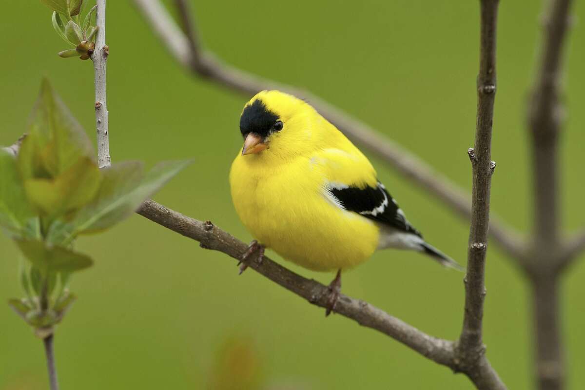 State bird: American goldfinch This was a tough one for the Washington State Legislature; they struggled with the adoption of an official state bird for more than 23 years, beginning in 1928. That was when the first of the three campaigns were produced to decide on an appropriate bird to represent Washington state. They went to Washington school children and asked what bird they'd nominate, and overwhelmingly the response was the same: Western meadowlark.  Given that the meadowlark was already officially adopted by seven other states (including Oregon) legislators hoped for something a bit more unique. When another state referendum was sponsored in 1931, the American goldfinch managed to do well against other birds -- but 20 years and two state-wide contests later, legislators had still not approved any official bird in 1951. They turned once again to the school children and this time the goldfinch was unanimously selected (with Legislature's official and final approval) against the meadowlark.