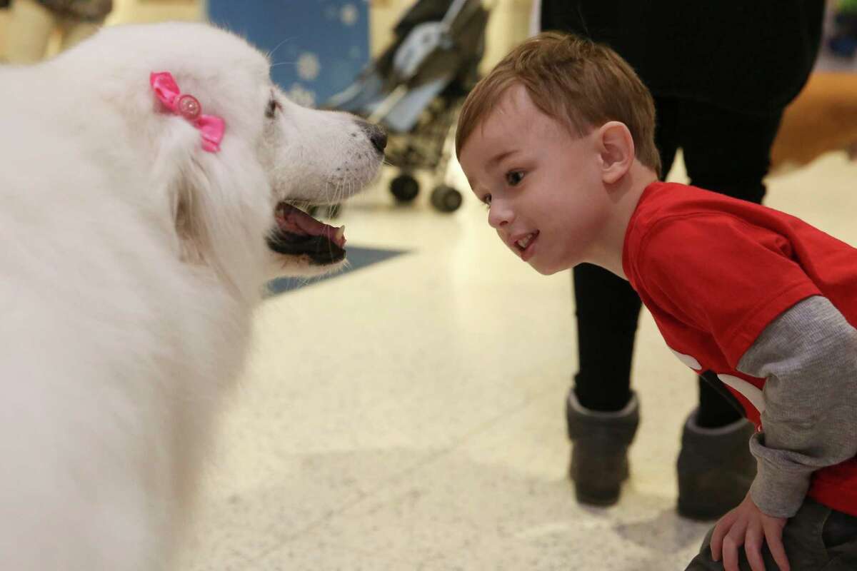 Levi Leguizamon, 5, takes a close look at therapy dog Baylee at United Paws Therapy Dog Program at Terminal C of George Bush Intercontinental Airport on Thursday, Dec. 21, 2017, in Houston. The Bush airport is one of five United Airlines hubs participating this program. 
