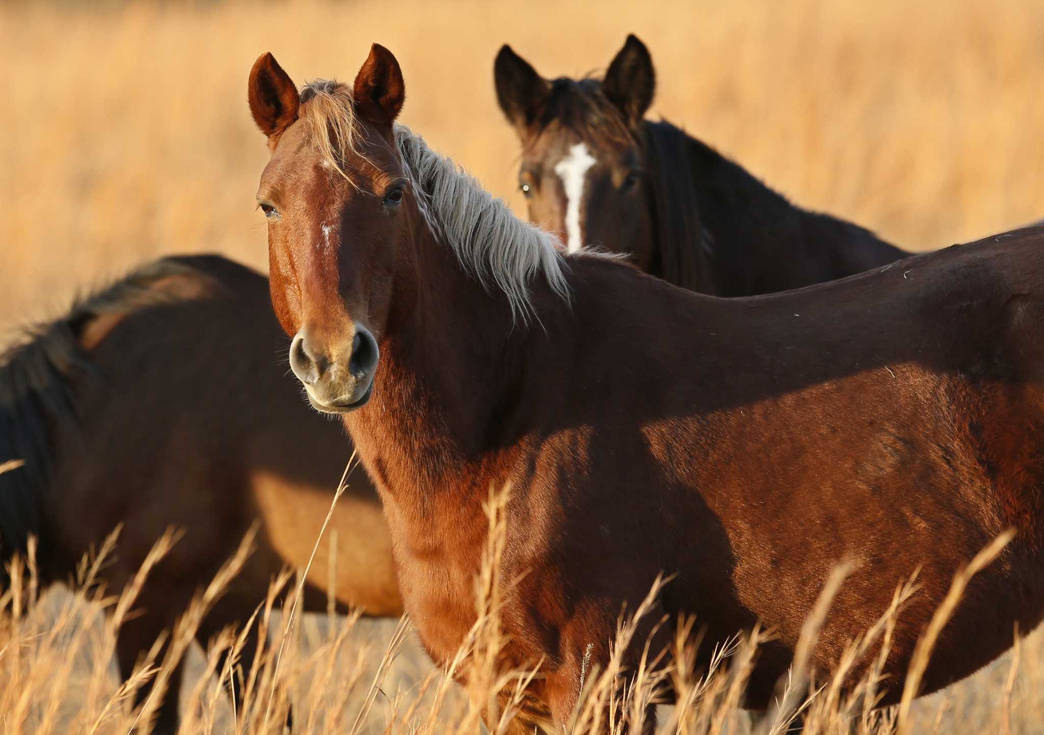 Oklahoma ranch offers upclose look at wild horses