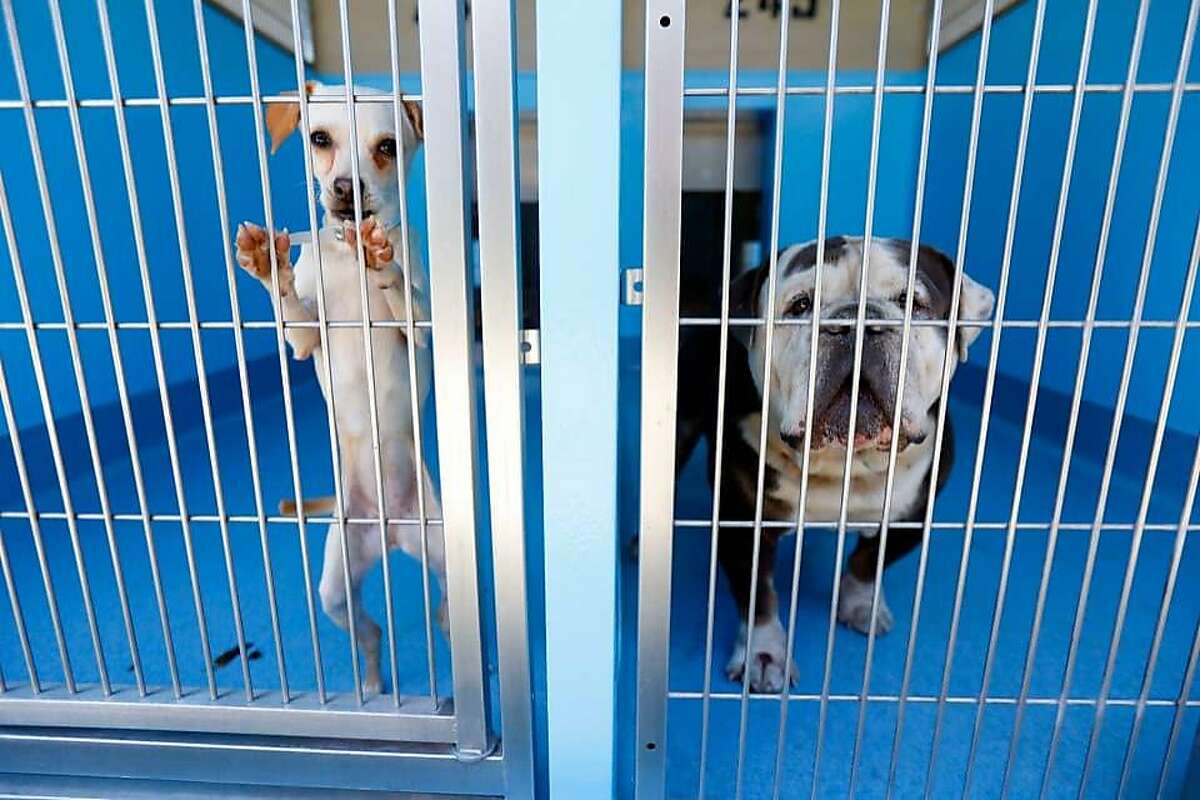 Dogs at a Los Angeles-area animal shelter. A proposal making its way through the Los Angeles Animal Services commission could require that all dogs in the city’s public shelters be fed an all-vegan diet.