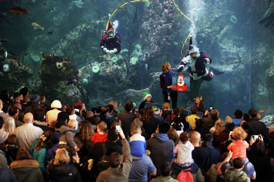 Scuba Santa Dives At The Seattle Aquarium - Seattlepi.com