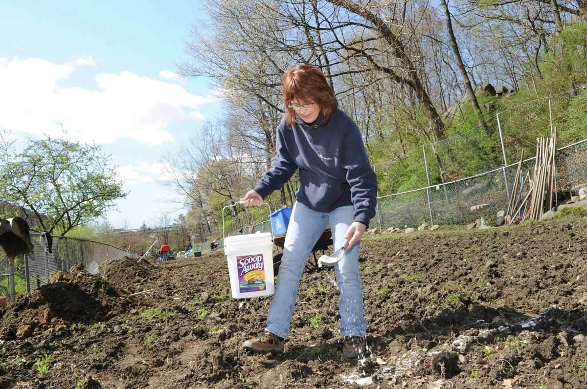 Patty Sechi, the lead organizer of the Armstrong Court Community Garden, uses lime to mark out garden plots, as the opening of the garden got under way for its second season, April 10, 2010.