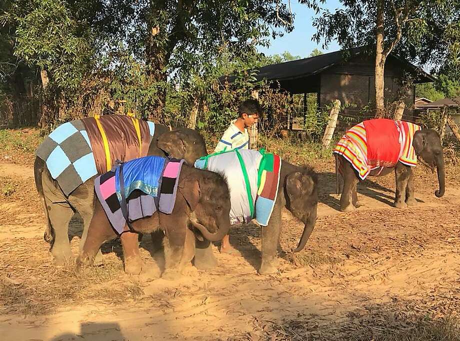 how do you keep an elephant warm knit a giant blanket sfgate