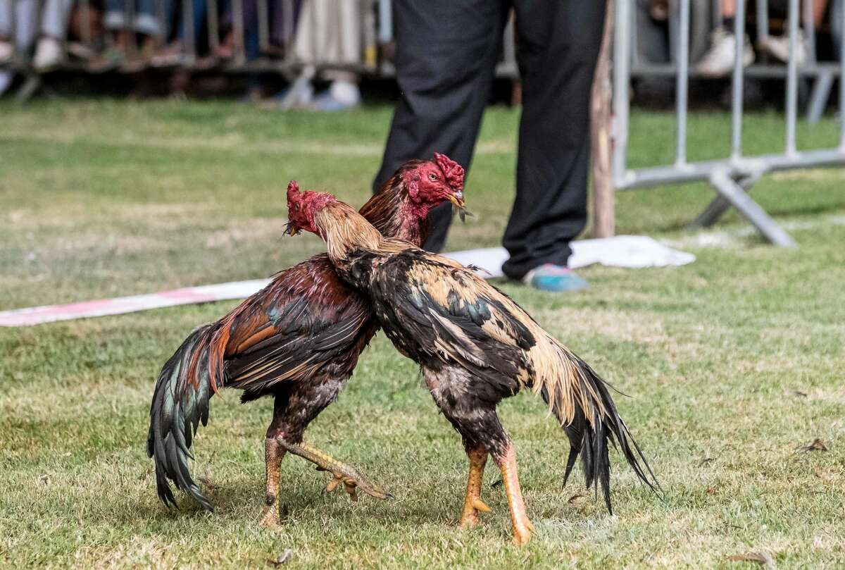 2 men arrested, 300 roosters seized in illegal cockfighting operation