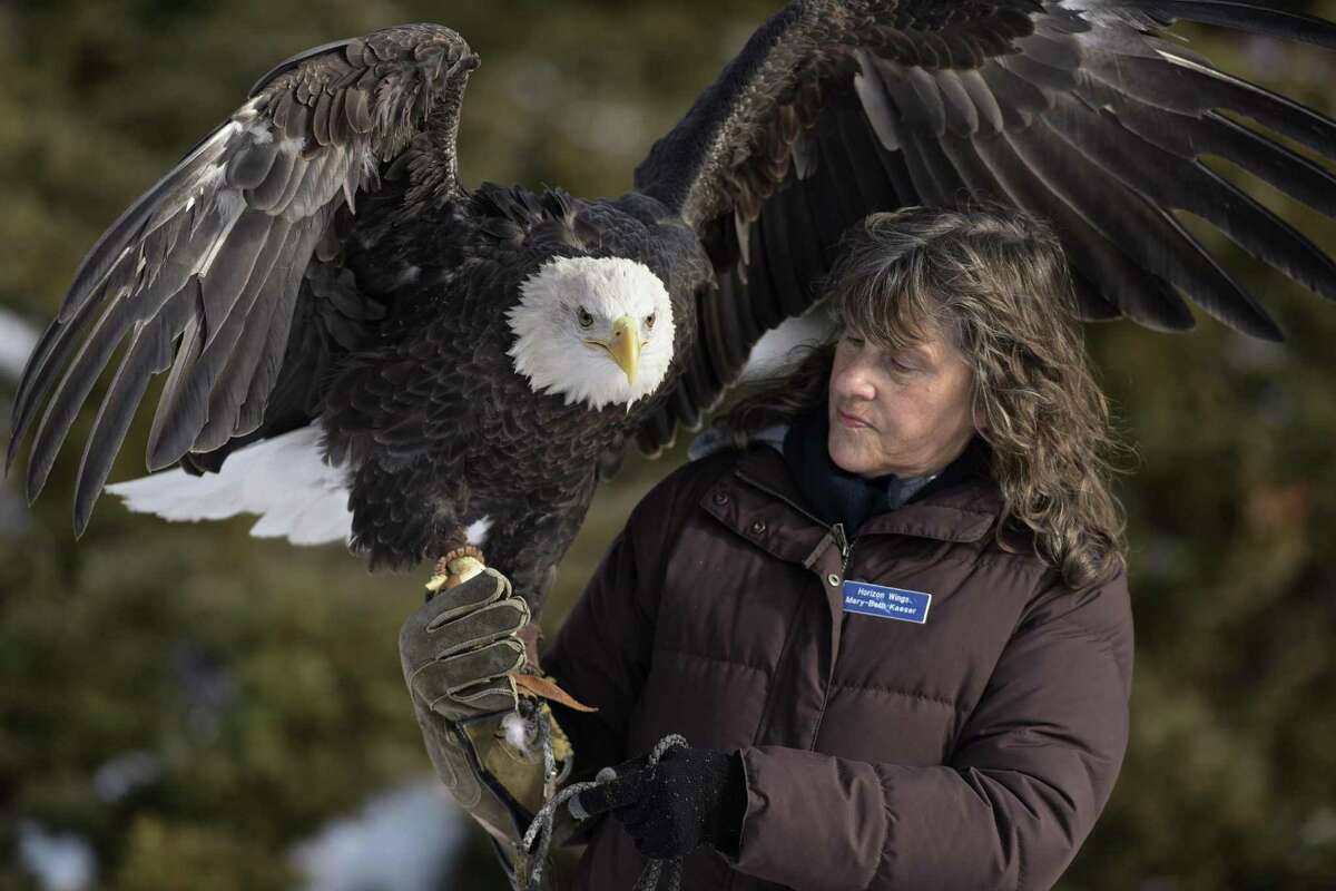 Mary-Beth Kaeser, owner of Horizon Wings a raptor rehabilitation & education organization, presents Atkar, a 7-year-old bald eagle, during a presentation at the Opening Day Celebration of the Shepaug Dam Bald Eagle Observation Area on Saturday, December 16, 2017, in Southbury, Conn.