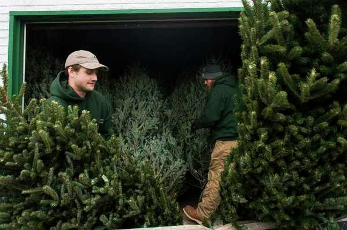 FILE: Brad Belson, left, and Jacob Cook, both of Midland, organize trees at Doumel Tree Farms, 3765 Rockwell Drive, on Dec. 6, 2017. (Katy Kildee/kkildee@mdn.net)