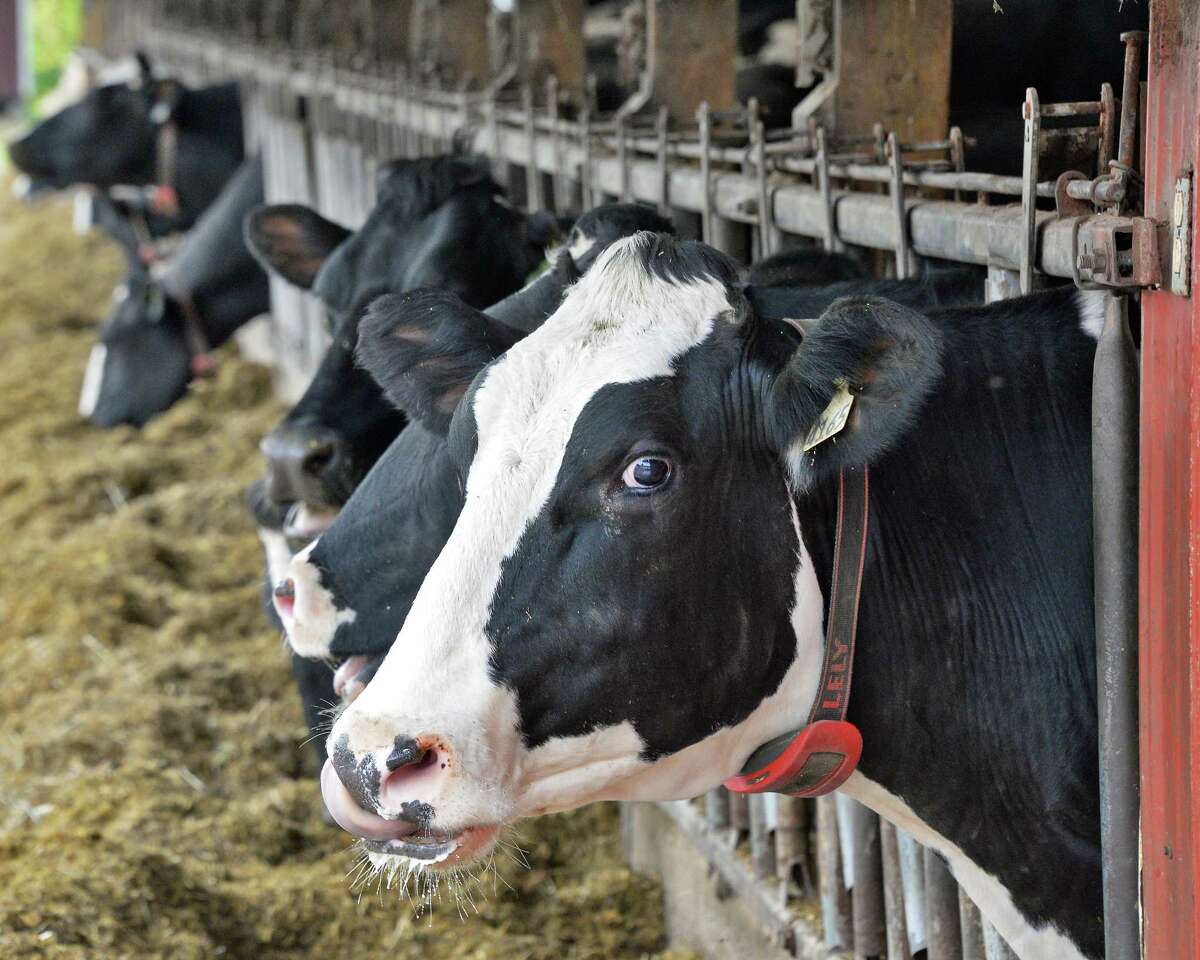 Holstein cows at a dairy farm Thursday Nov. 2, 2017 in Valatie, NY. This week, Gov. Andrew Cuomo announced $20 million in grants will be made to 56 farm owners in the state, including nine farms in the four counties in the Capital Region as part of his $2.5 billion, 10-year statewide clean water initiative. (John Carl D'Annibale / Times Union archive)