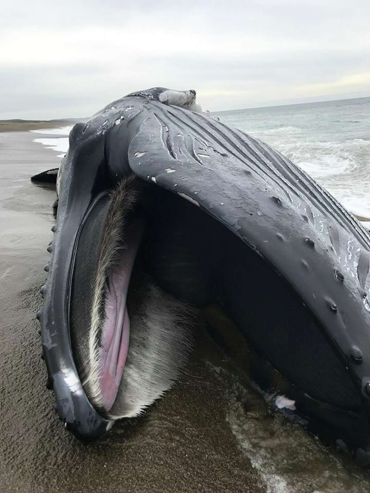 Dead humpback whale washes ashore in Point Reyes National Seashore