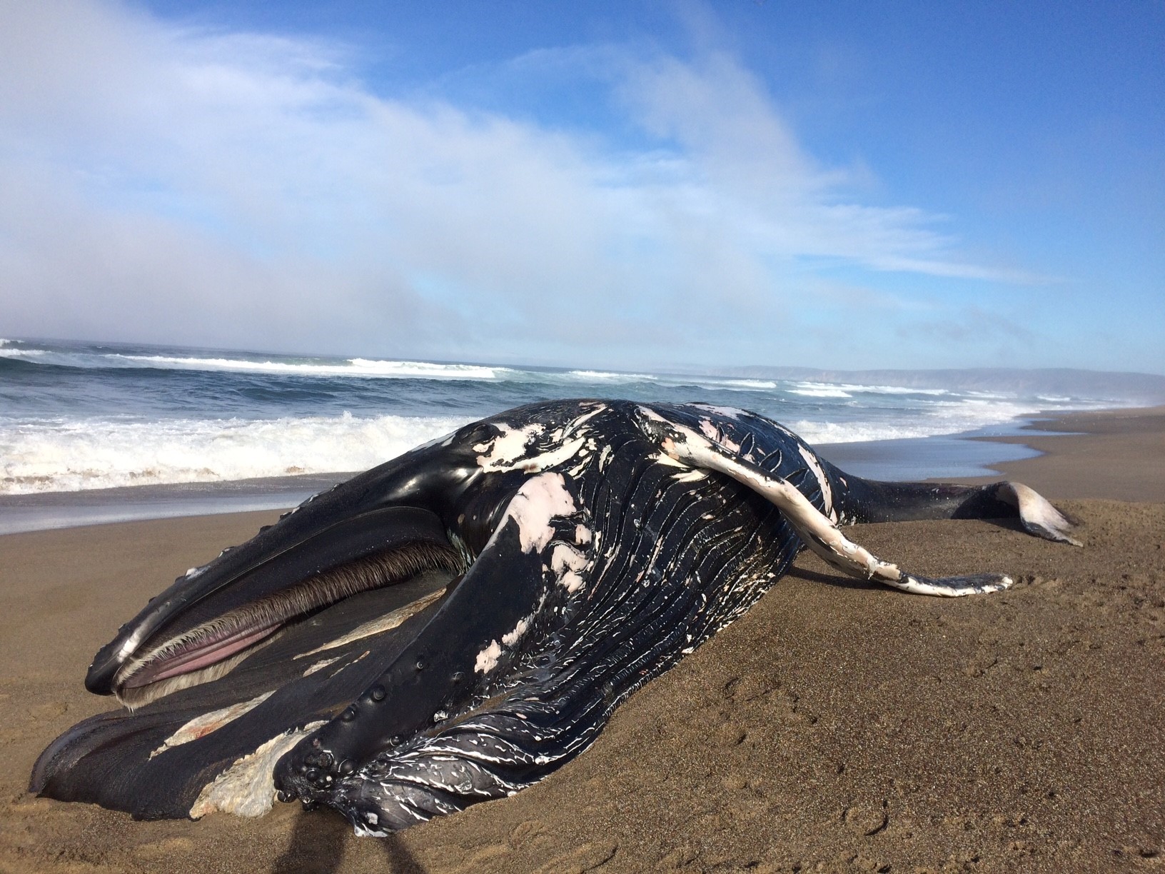 Dead Humpback Whale Washes Ashore In Point Reyes National Seashore