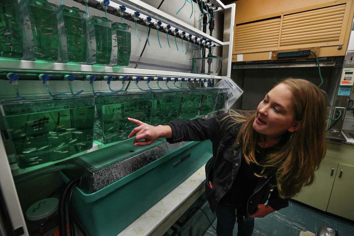 Graduate student Aubrey Converse stayed during Hurricane Harvey to look after her zebrafish and others that she studies.