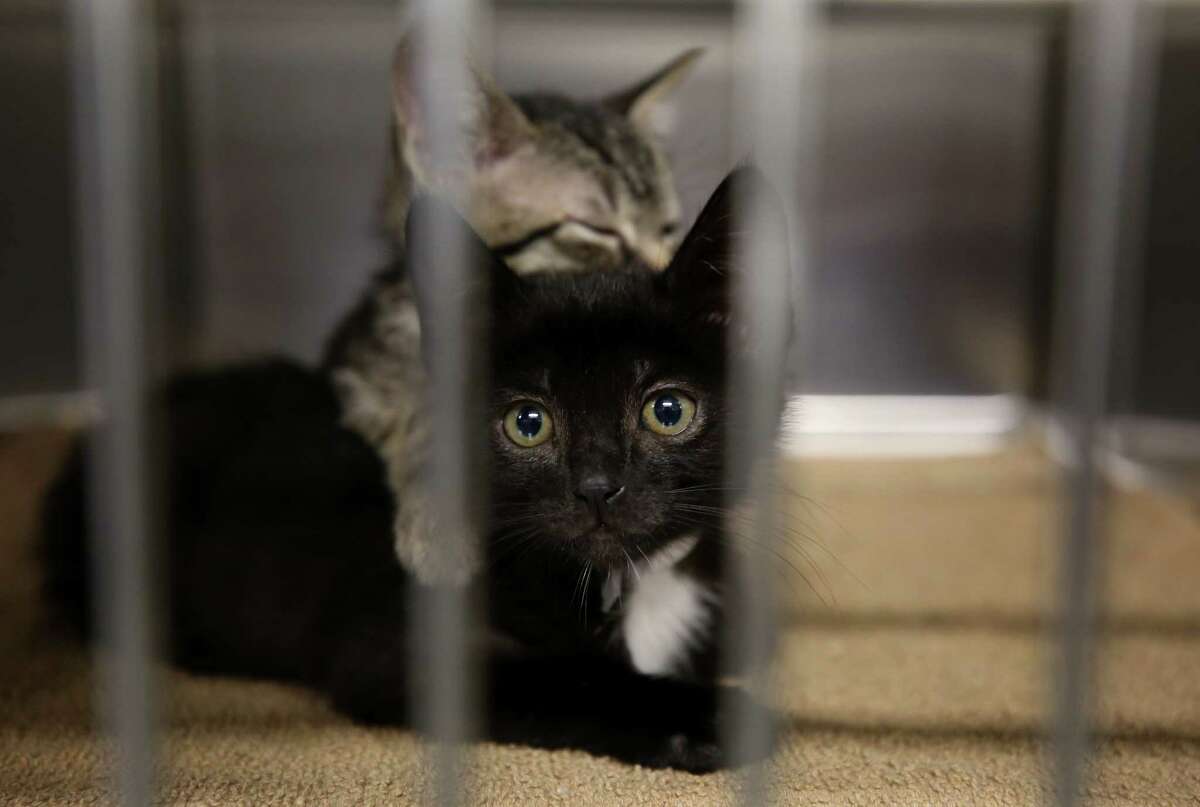 Louie, top, naps on Tex as both kitten wait in a kennel to get fixed at the BARC Animal Shelter & Adoptions Monday, Dec. 18, 2017, in Houston.
