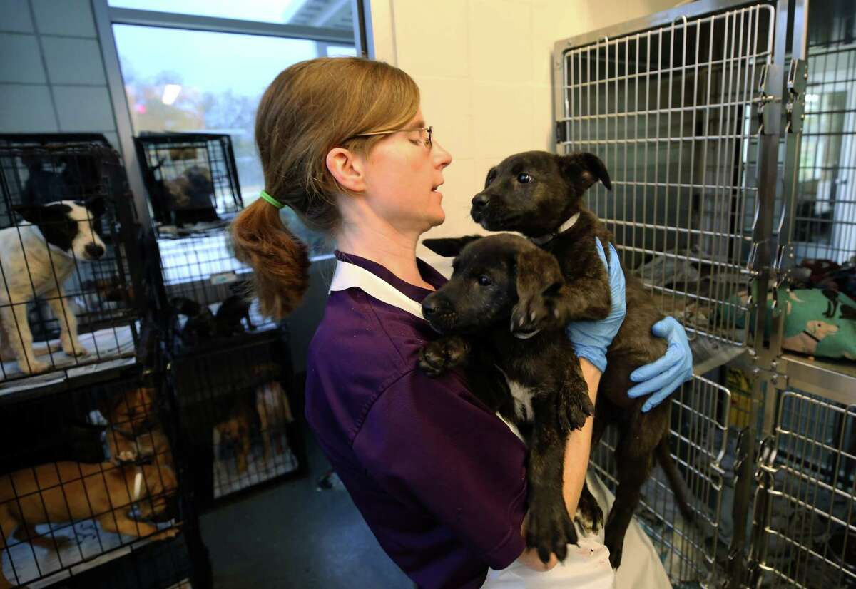 Animal Care Technician Christina Stowe carries two recently adopted puppies before taking them to get fixed at the BARC Animal Shelter & Adoptions Monday, Dec. 18, 2017, in Houston.