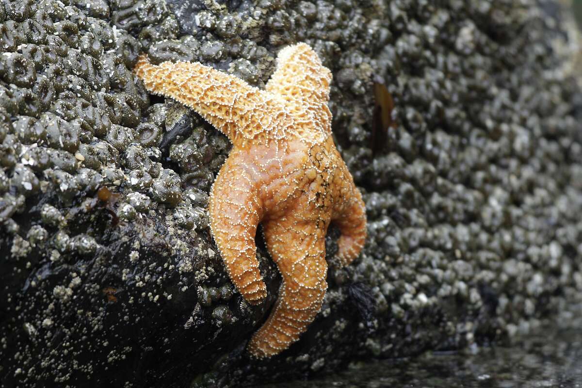 FILE - This July 31, 2010 file photo, shows a starfish clings to a rock near Haystack Rock during low tide in Cannon Beach, Ore. Starfish are making a comeback on the West Coast, four years after a mysterious syndrome killed millions of them. From 2013 to 2014, Sea Star Wasting Syndrome hit sea stars from British Columbia to Mexico. Now the species is rebounding with sea stars being spotted in Southern California tide pools and elsewhere, the Orange County Register reported Tuesday, Dec. 26, 2017. (AP Photo/Rick Bowmer, File)