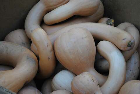 New Haven Soup Kitchen Receives Large Squash Donation From Shelton