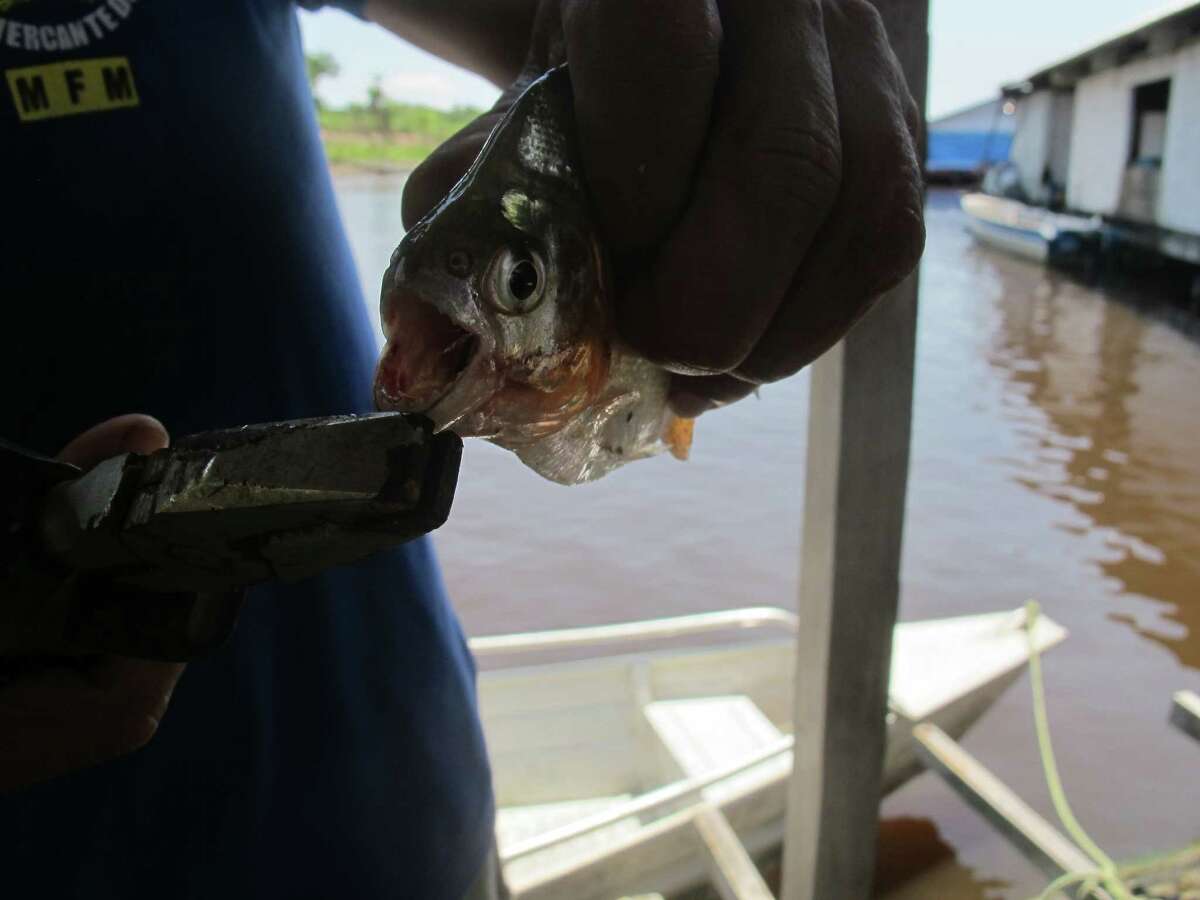 FILE - In this Oct. 11, 2017, file photo, a guide holds a piranha fish caught by a tourist outside of Manaus, Brazil. A favorite activity for tourists is catching fish, taking pictures with them, and then throwing them back. (AP Photo/Peter Prengaman, File) ORG XMIT: NYLS213
