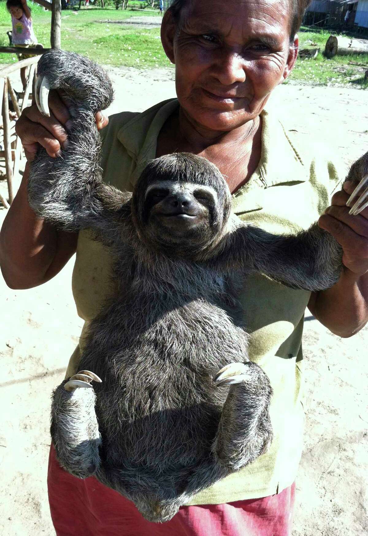 This Dec. 29, 2013 photo shows an indigenous woman in the Amazon River community of Puerto Alegria, Peru, presenting a sloth for petting and photos with visiting tourists. A recent report by World Animal Protection along with an investigation by National Geographic contends that animals are harmed by these encounters with tourists who hold them and take selfies with them. (Beth J. Harpaz/Associated Press) ORG XMIT: NYLS212
