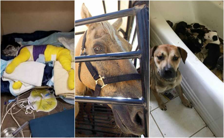 The animal abuse cases that rocked Texas in 2017 Houston Chronicle