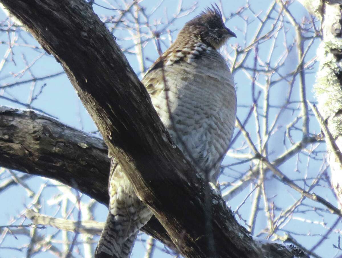A ruffed grouse in the morning chill near Rocky Falls. (Herb Terns / Times Union)