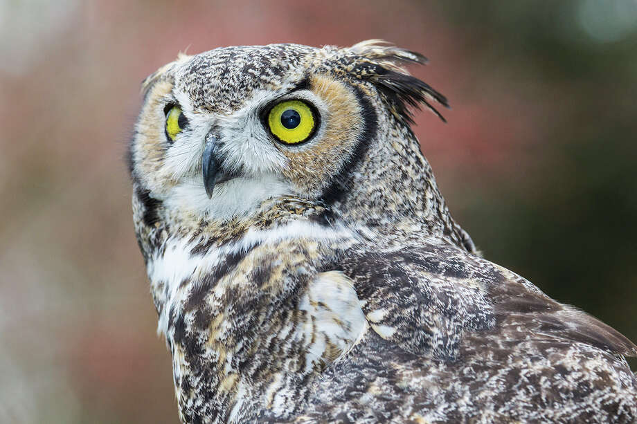Listen for great horned owls as the clock strikes midnight Houston