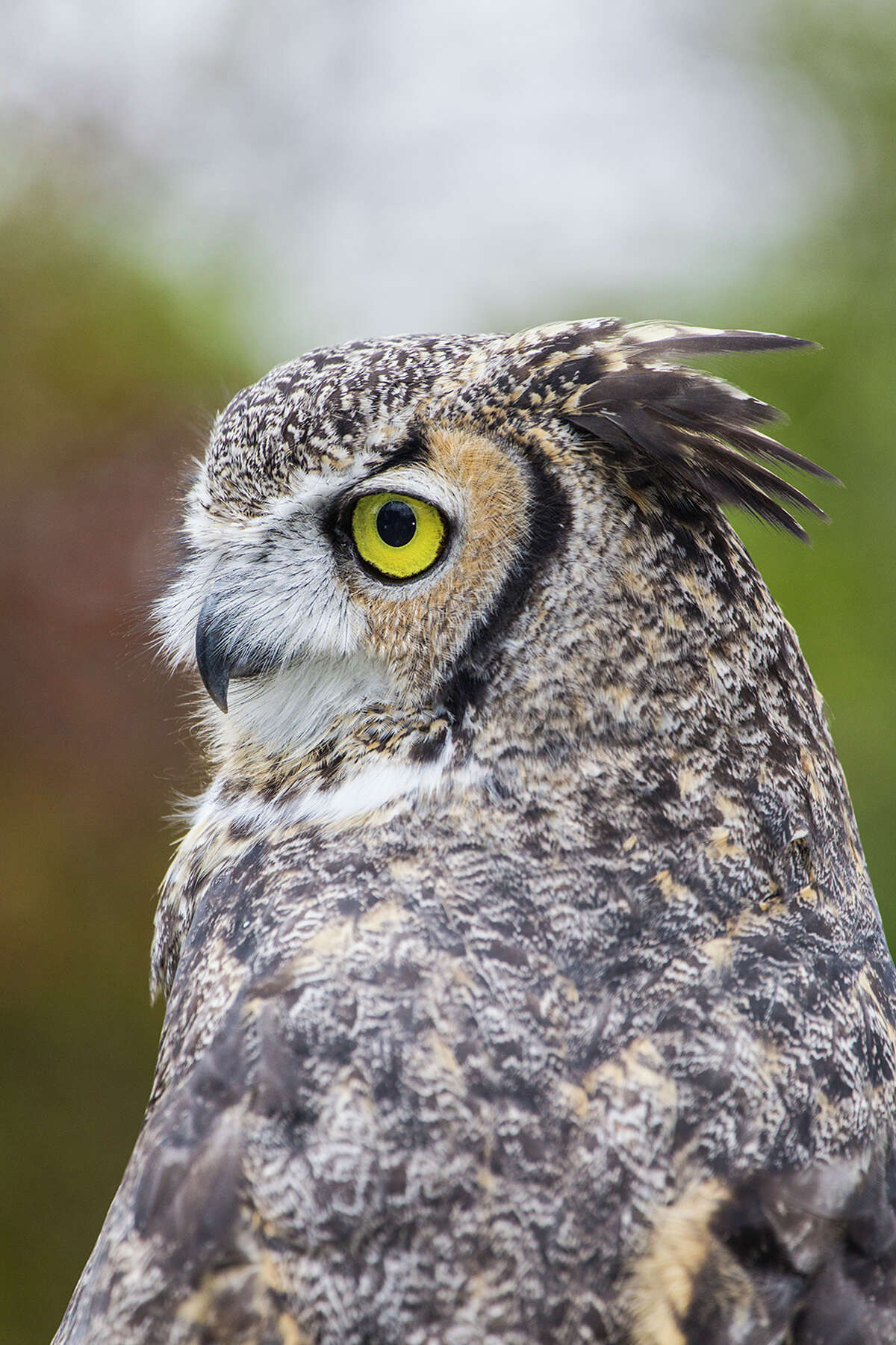 It's mating season for great horned owls﻿. You might hear them on New Year's Eve.