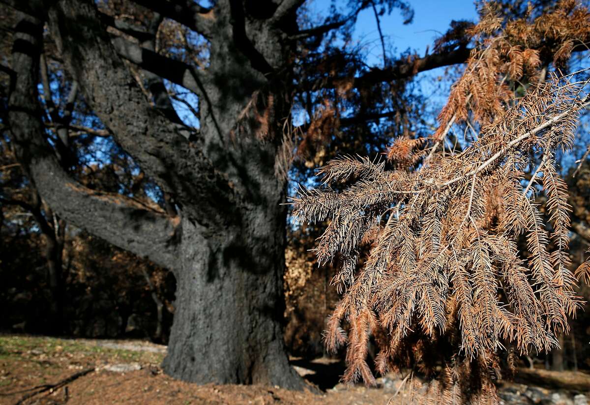 Needles of a tree that burned in the Tubbs Fire are brown and dry on Meadowcroft Way in Santa Rosa, Calif. on Thursday, Dec. 28, 2017.