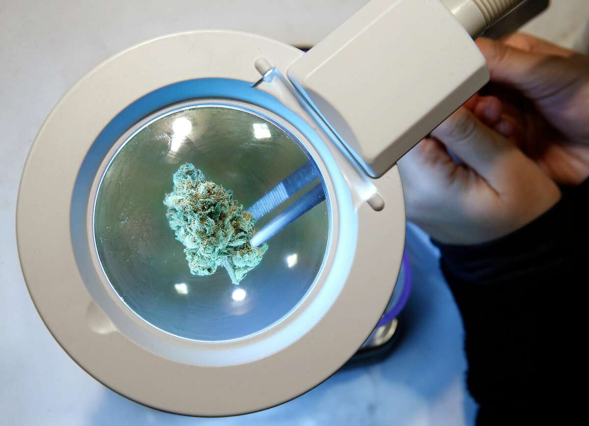 Laura Sotak examines a Ghost Tan medicinal cannabis bud for a patient at The Apothecarium dispensary in San Francisco, Calif. on Friday, Dec. 29, 2017. The rules may vary for medicinal cannabis users that hold a locally-issued medical card instead of one officially issued by the state once public sales of marijuana becomes legal Jan. 1.