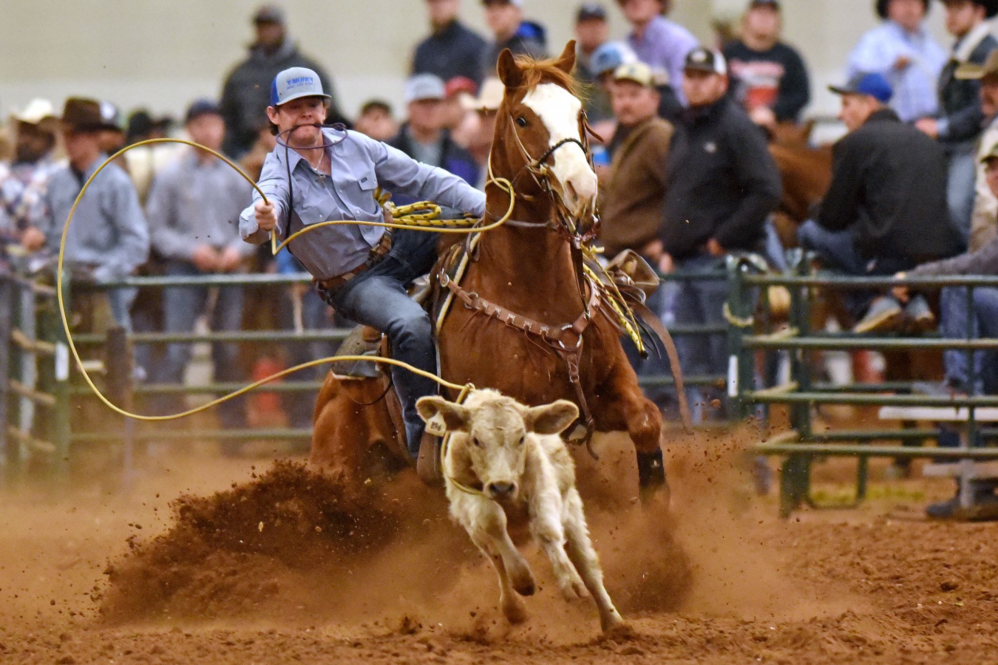 Nfr Calf Roping