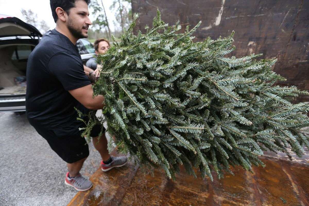 A man helps his sister recycle her Christmas tree.