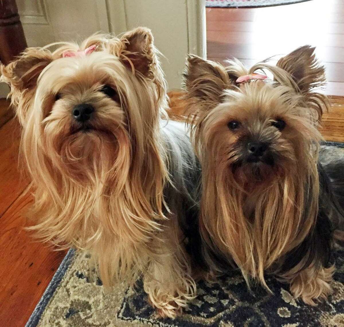 One of Portland couple William and Ann Barrows’ Yorkies Lizzie, right, died Nov. 15 after a Rottweiler/Labrador mix got away from his owner, grabbed her and shook her on Main Street. At left is Lola.