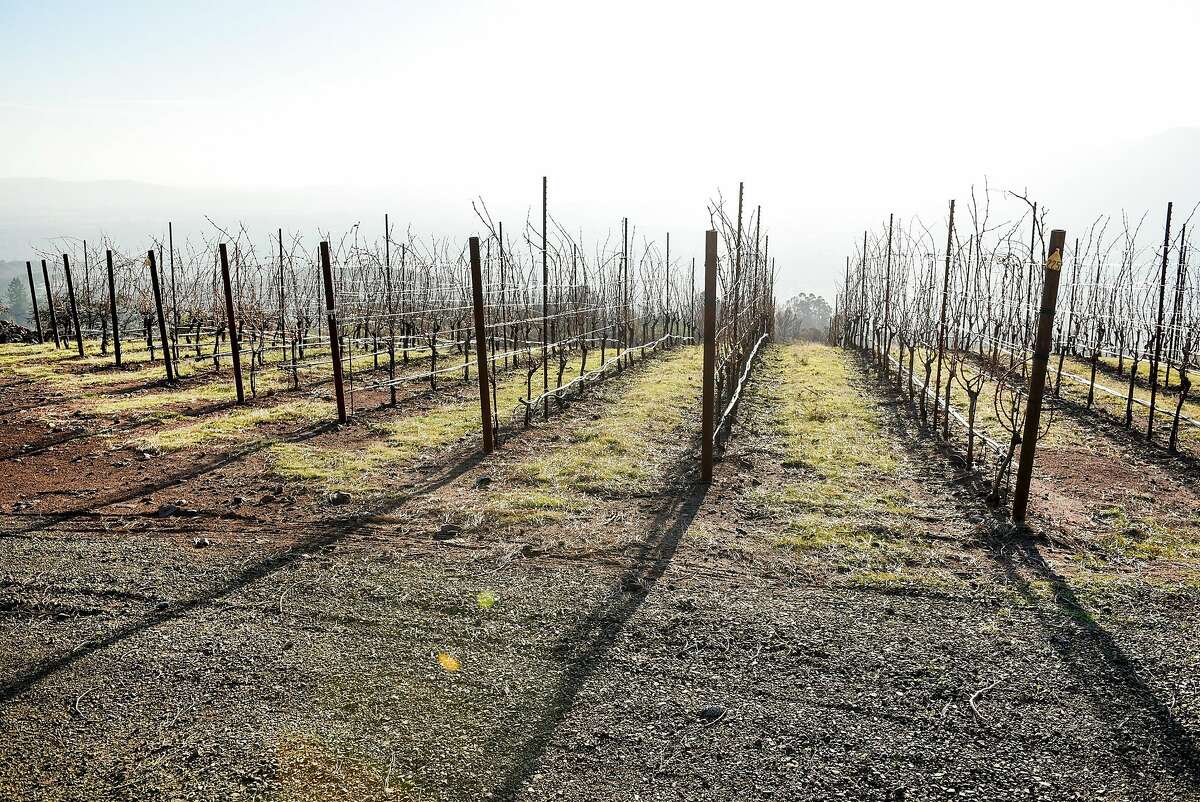 Cabernet Sauvignon vines grow at Gilfillan Vineyard, owned by Lambert Bridge Winery, in Glen Ellen, Calif., on Monday December 18, 2017.