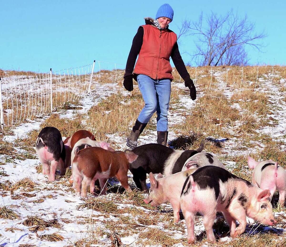 Annie Metzger with some of her pastured pigs on her Laughing Earth Farm Thursday Dec. 14, 2017 in Cropseyville, NY. (John Carl D'Annibale / Times Union)