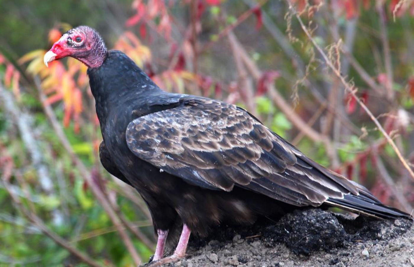 For the Birds Enjoying a gathering of vultures