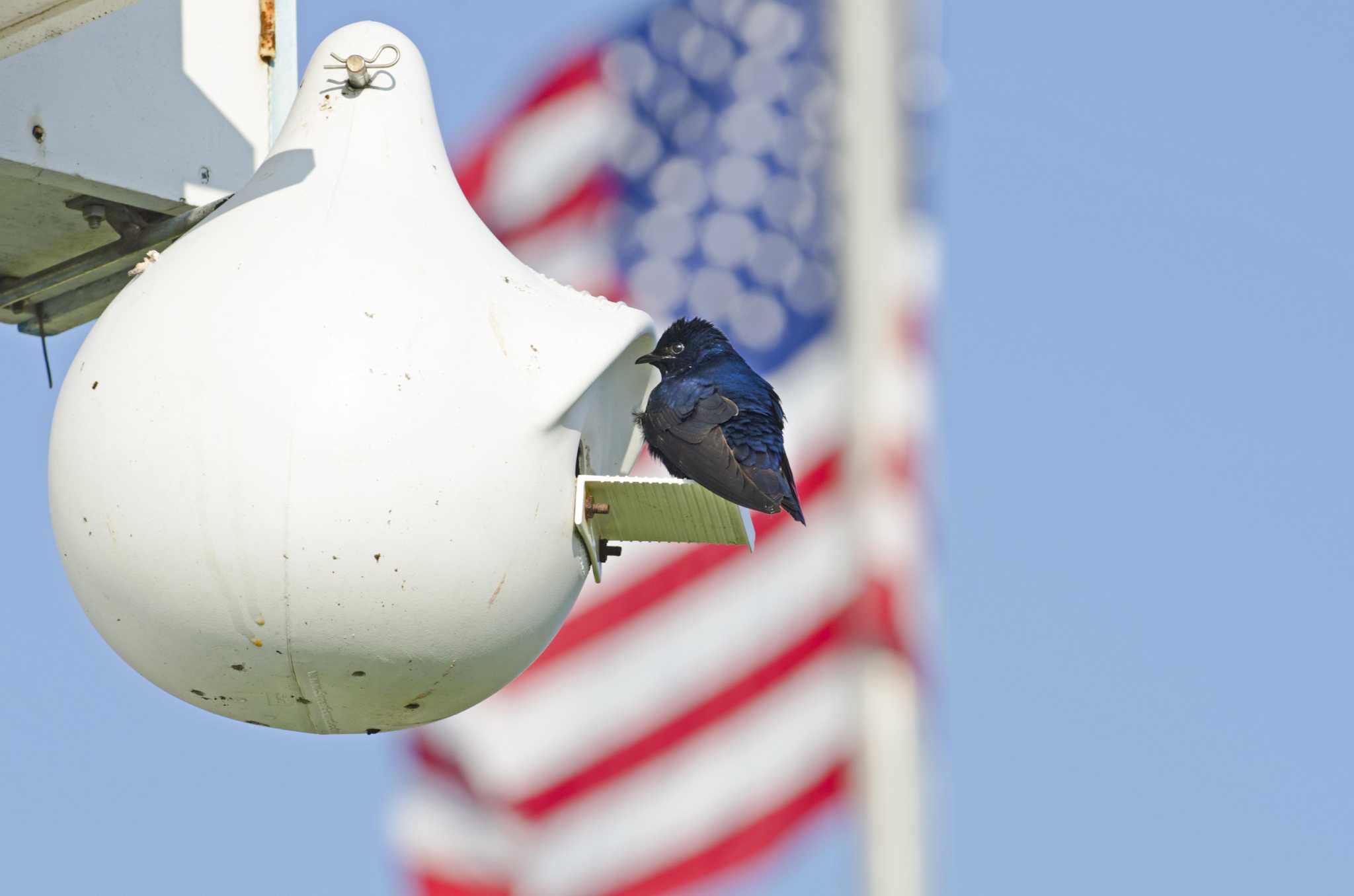 Calvin Finch: Purple martins are back. How to attract them to your San
