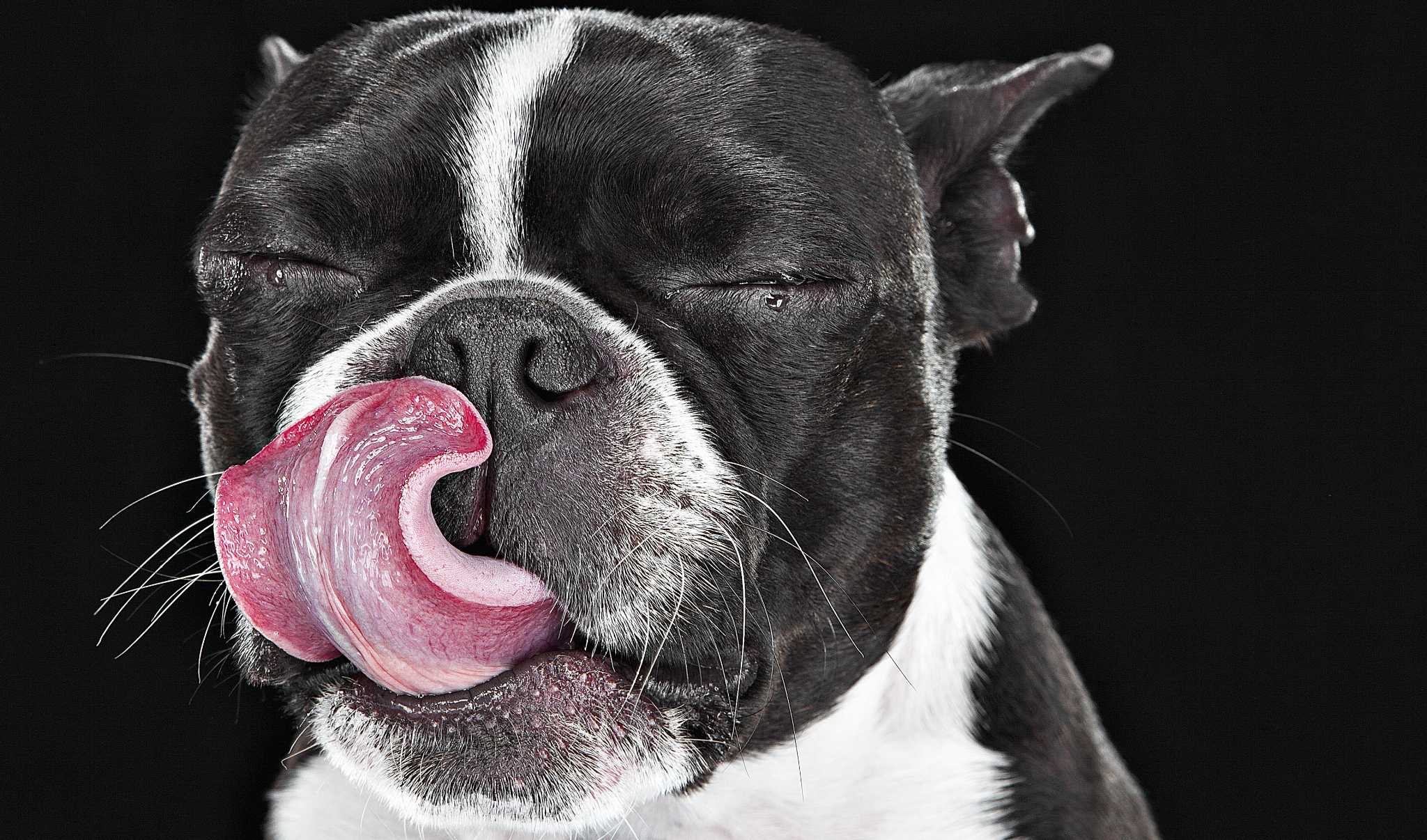 Dog Licking Minor Annoyance Or Ocd Problem Expressnews Com