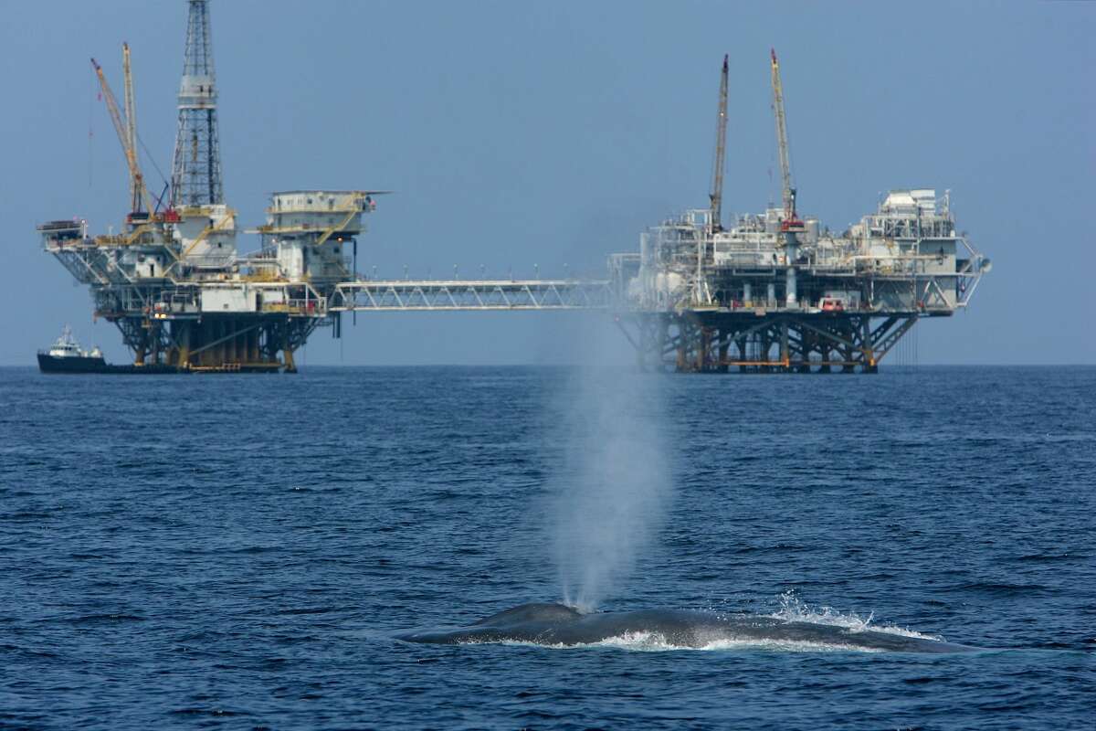 LONG BEACH, CA - JULY 16: A rare and endangered blue whale, one of at least four feeding 11 miles off Long Beach Harbor in the Catalina Channel, spouts near offshore oil rigs after a long dive July 16, 2008 near Long Beach, California.  The Trump administration wants to allow drilling off the Atlantic coastline, similar to the way drilling is allowed off the Pacific and Gulf coasts. CONTINUE to see scenes from the 2018 Offshore Technology Conference in Houston. 