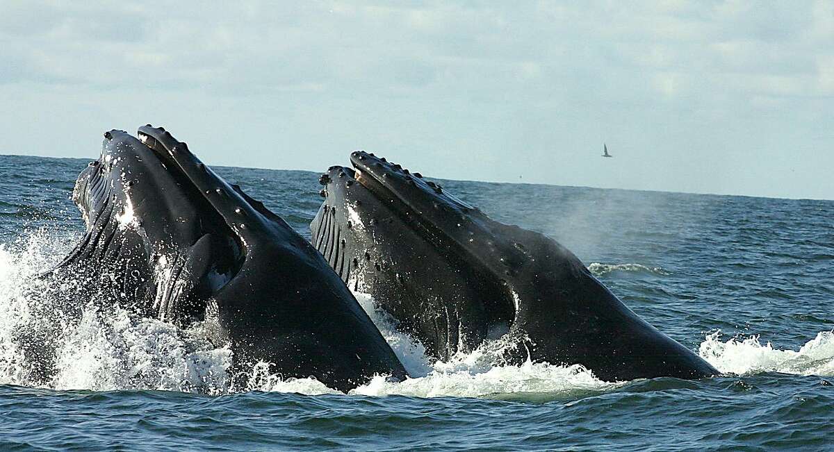 Even in record year for whale sightings off the Bay Area Coast in the Gulf of the Farallones National Marine Sanctuary, sighting a pair of humpback whales lunge feeding in tandem is a rare event
