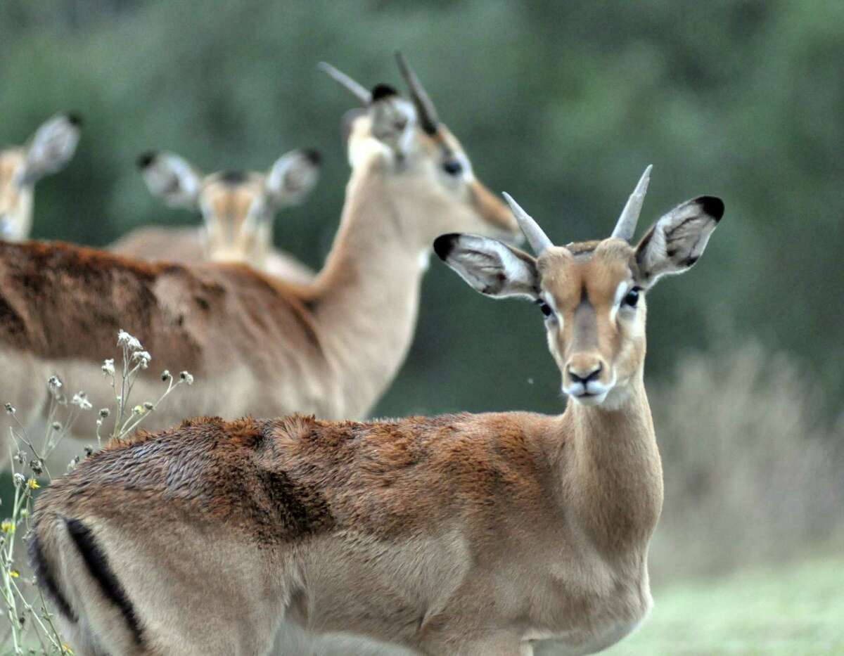 How hunting rare, exotic animals in Texas increases their value