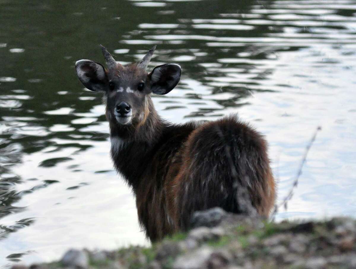 How hunting rare, exotic animals in Texas increases their value